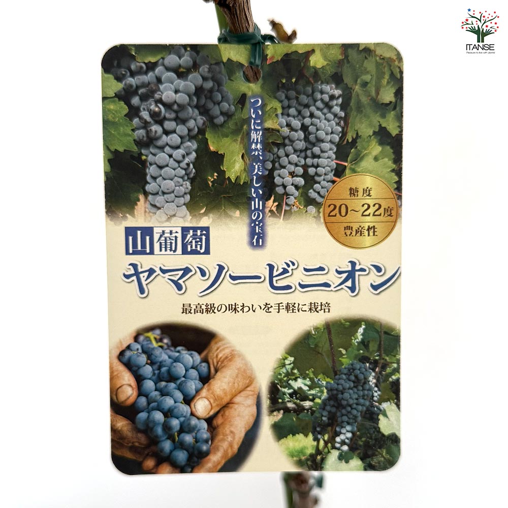 ぶどうの苗 ヤマブドウ ヤマソービニオン 【果樹の苗木 4号／1個売り
