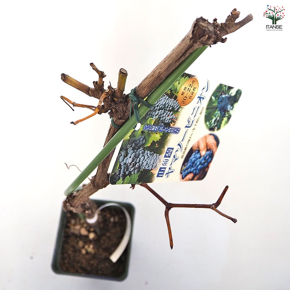 ぶどうの苗 ヤマブドウ ヤマソービニオン 【果樹の苗木 4号／1個売り