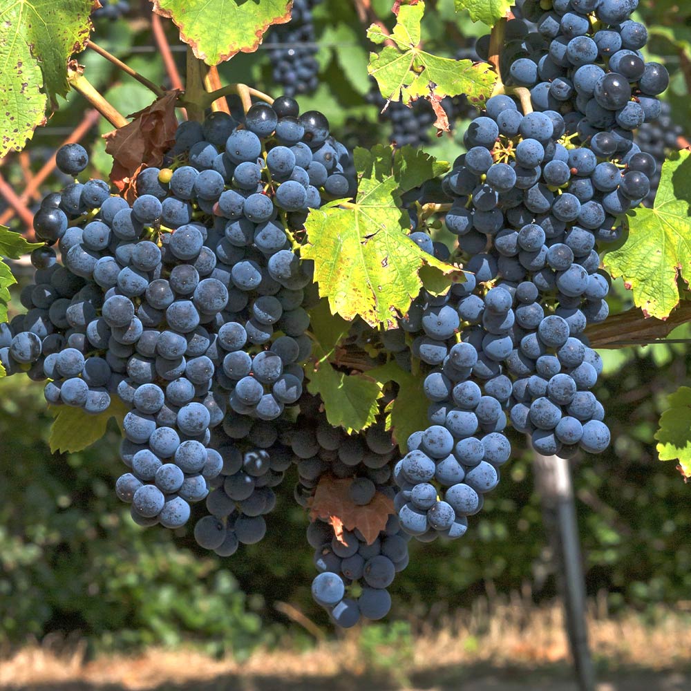 トビシマカンゾウ　苗　５株　山葡萄苗木セット ぶどうの苗 ヤマブドウ ヤマソービニオン 【果樹の苗木 4号／1個売り