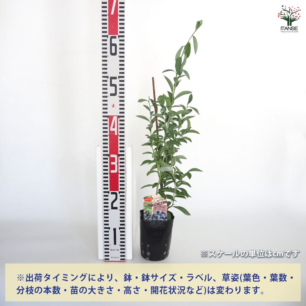 ブルーベリー ブルーシャワー 【果樹の苗 3.5号】｜ 【植物の