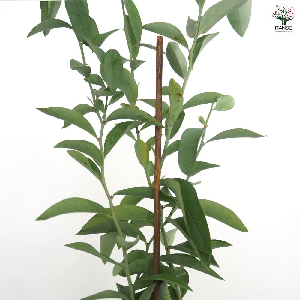 ブルーベリー ブルーシャワー 【果樹の苗 3.5号】｜ 【植物の