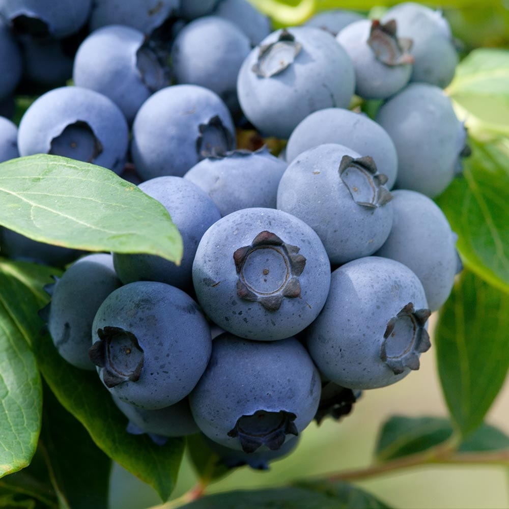 ブルーベリー ブルーシャワー 【果樹の苗 3.5号】