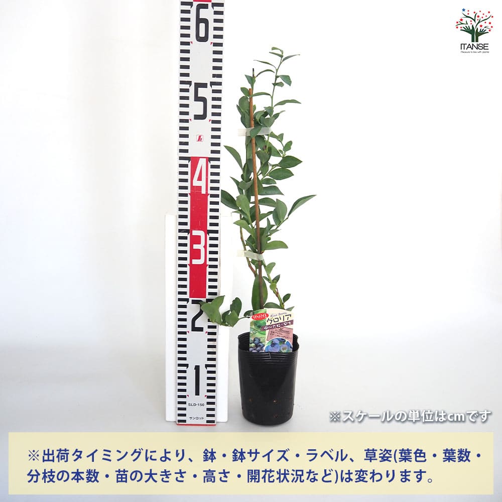 ブルーベリー グロリア 【果樹の苗 3.5号】｜ 【植物のITANSE