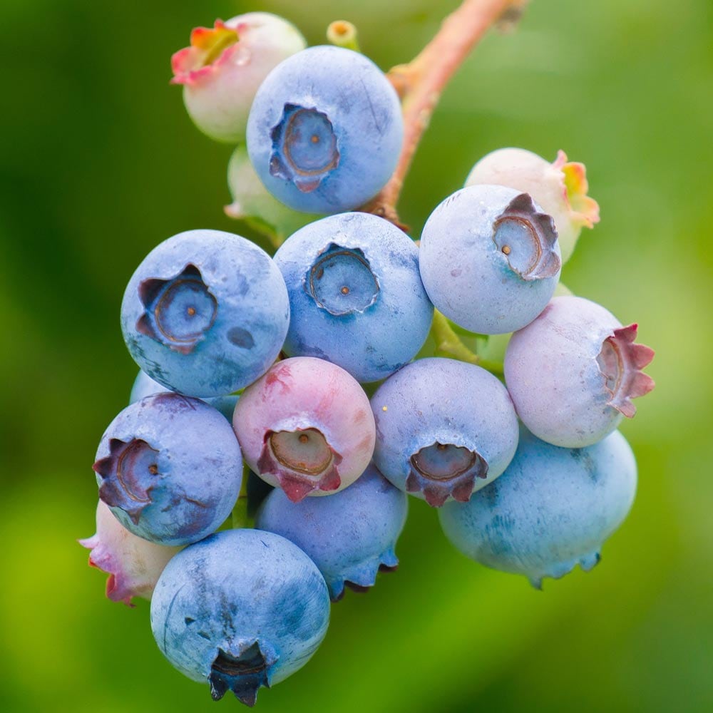 ブルーベリー グロリア 【果樹の苗 3.5号】