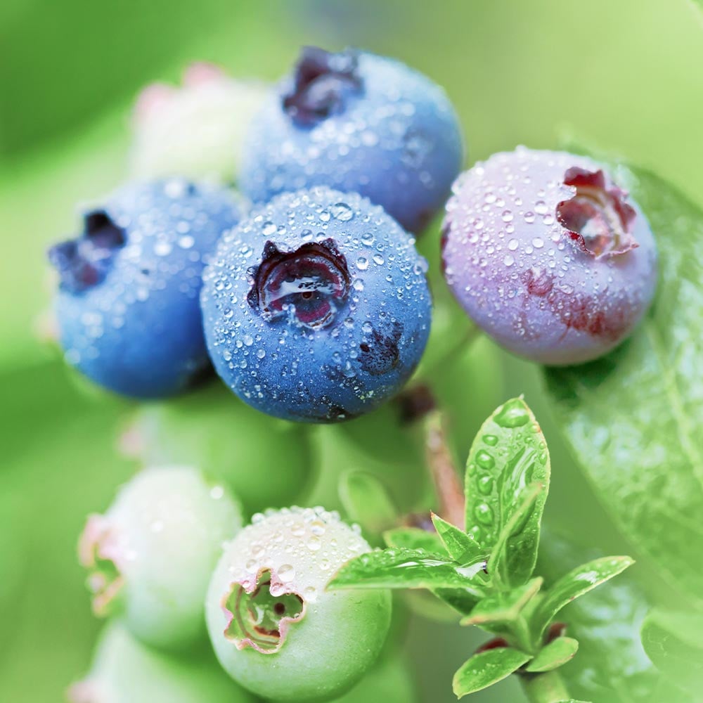 ブルーベリー ジョージアジェム 【果樹の苗 3.5号】