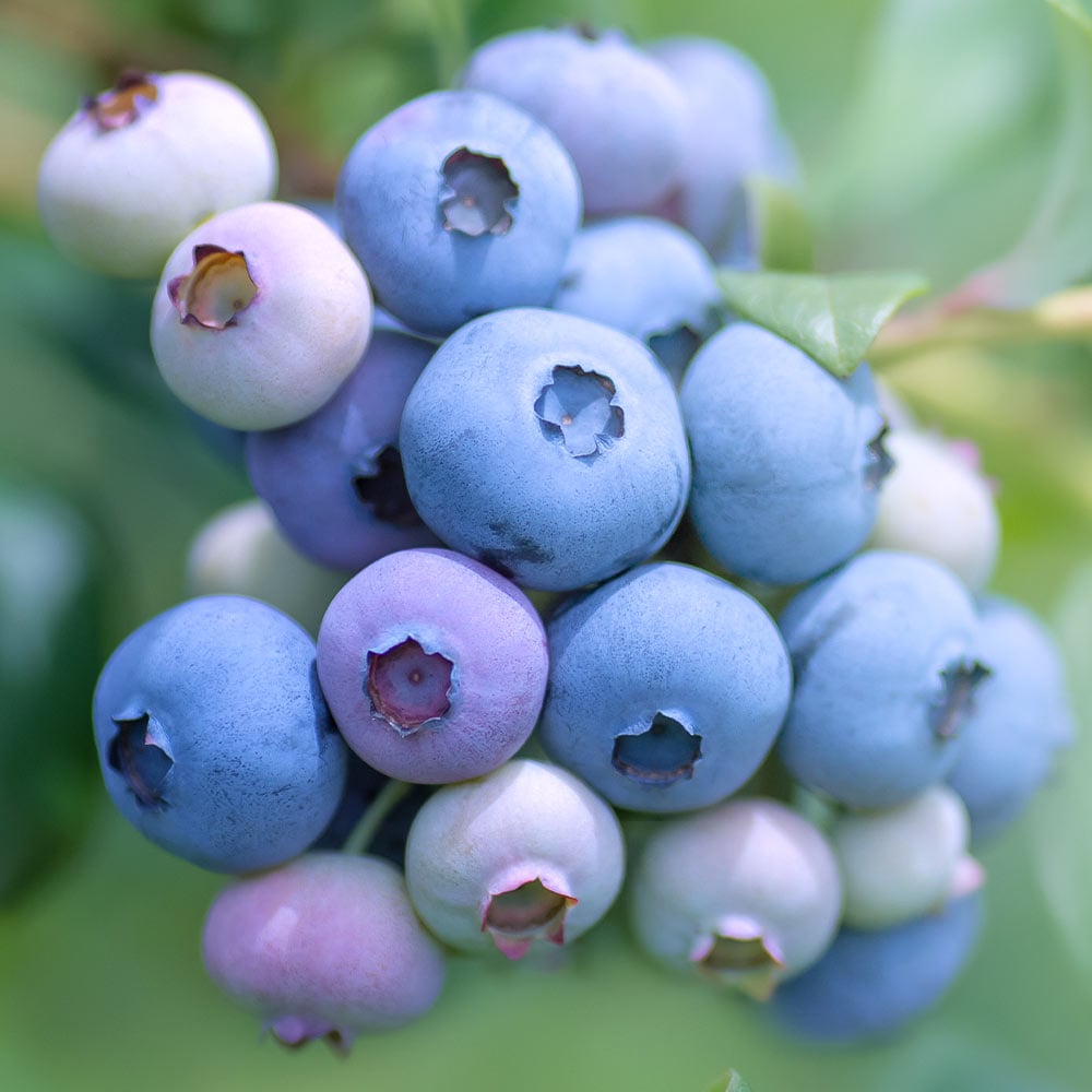 ブルーベリー｜【植物のITANSE】全品送料無料・即出荷!