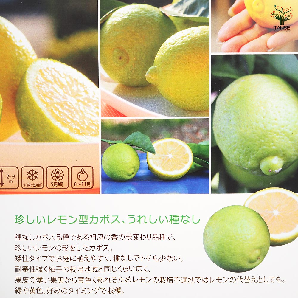 レモンカボス ゆうか 【果樹の苗木 4号／1個売り】｜ 【植物の