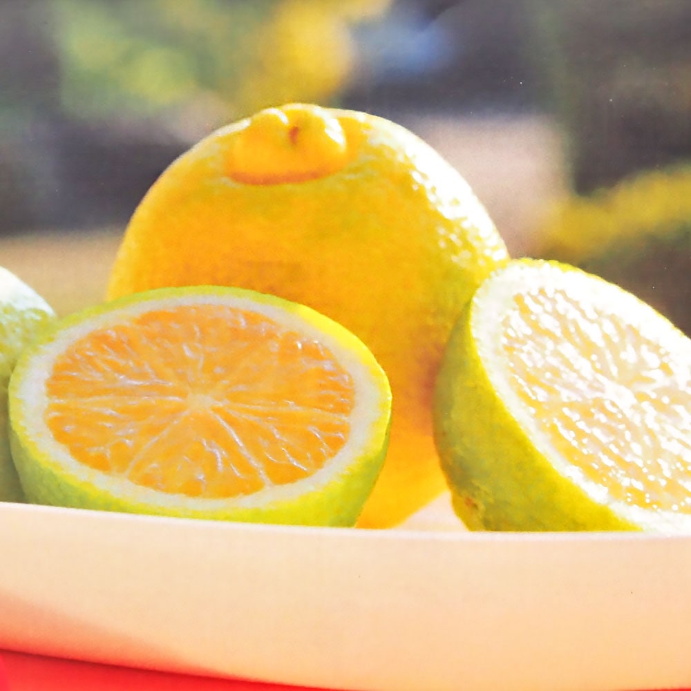 レモンカボス ゆうか 【果樹の苗木 4号／1個売り】