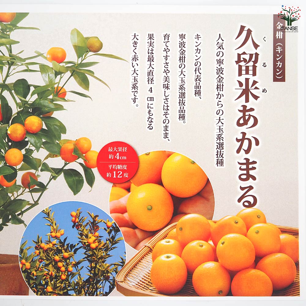 金柑の苗木 久留米 あかまる 【果樹の苗木 4号／1個売り】｜ 【植物の