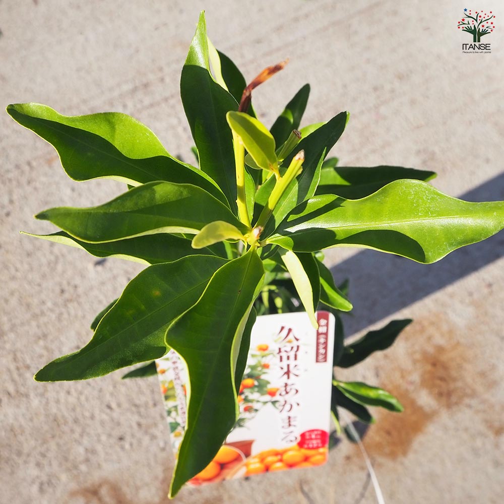 金柑の苗木 久留米 あかまる 【果樹の苗木 4号／1個売り】｜ 【植物の