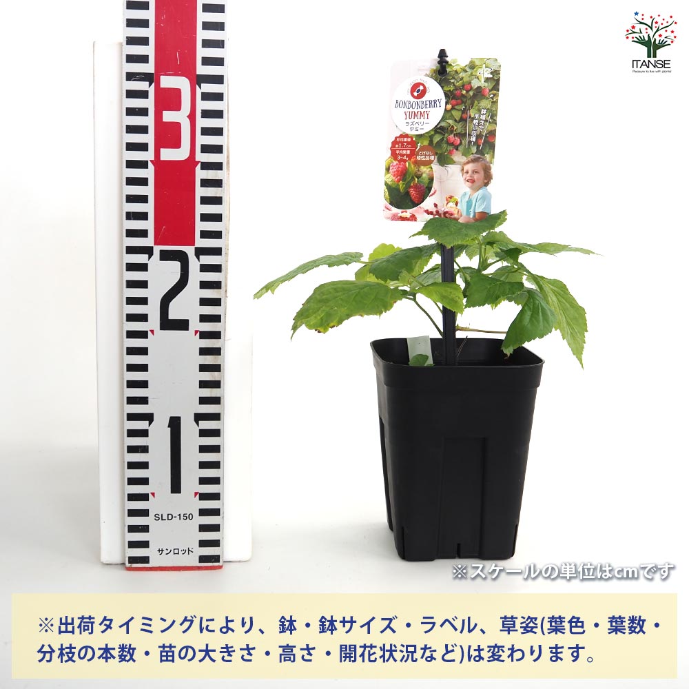 Msysi Yamamoto　ラズベリー苗　マラハトNOT ラズベリーの苗木 ヤミー 【果樹の苗 4号】｜ 【植物のITANSE