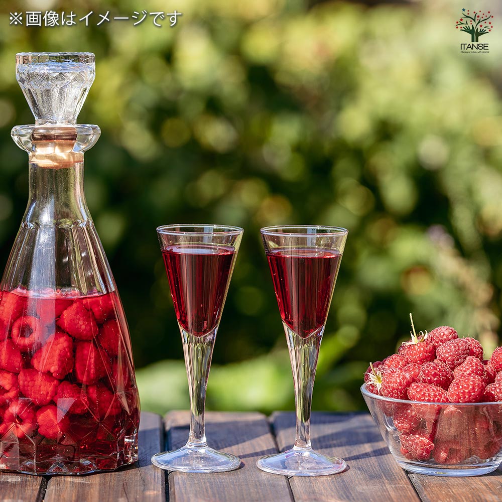 ラズベリーの苗木 ヤミー 【果樹の苗 4号】｜ 【植物のITANSE