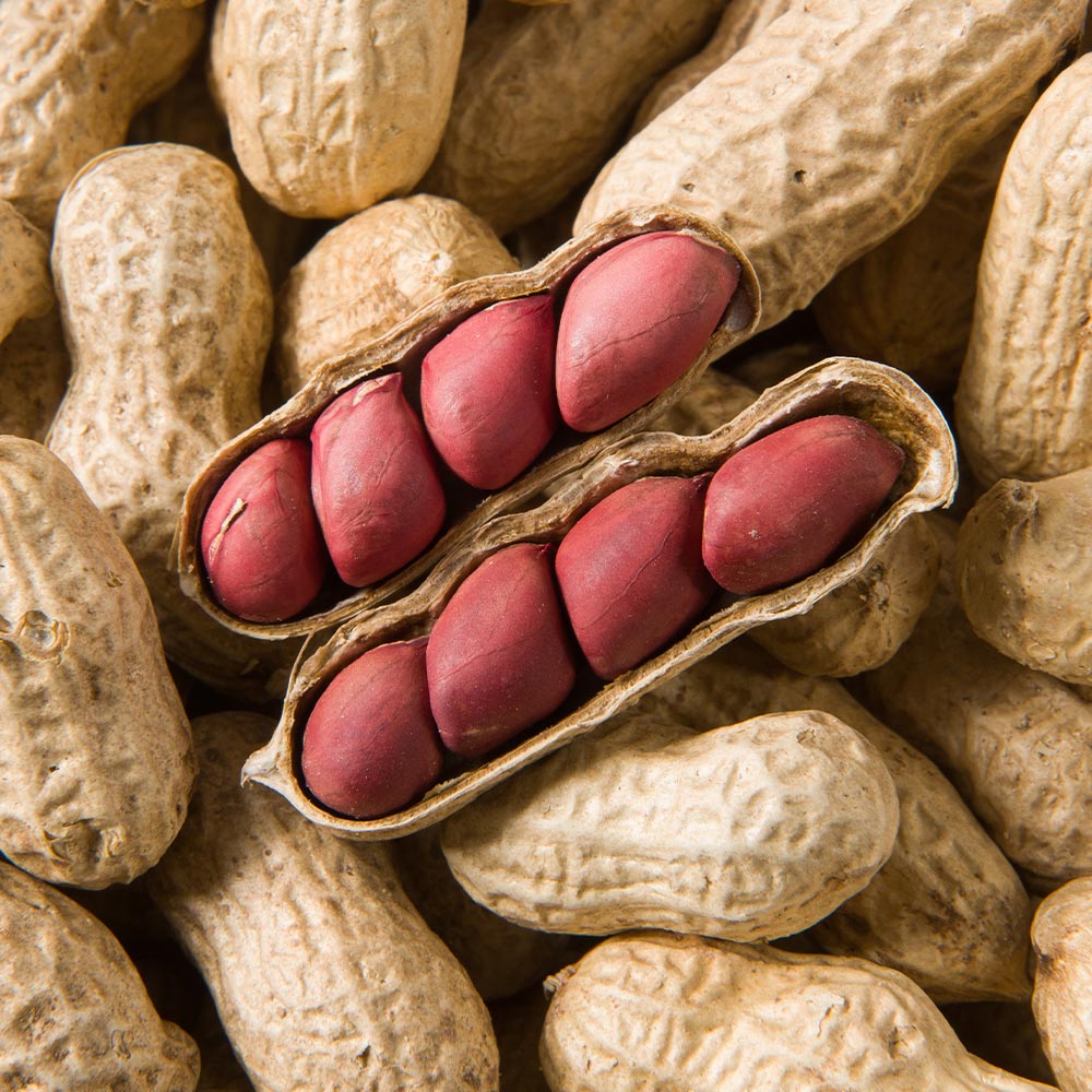 落花生(らっかせい) テネシーレッド2個～ 【野菜の苗 3.5号】