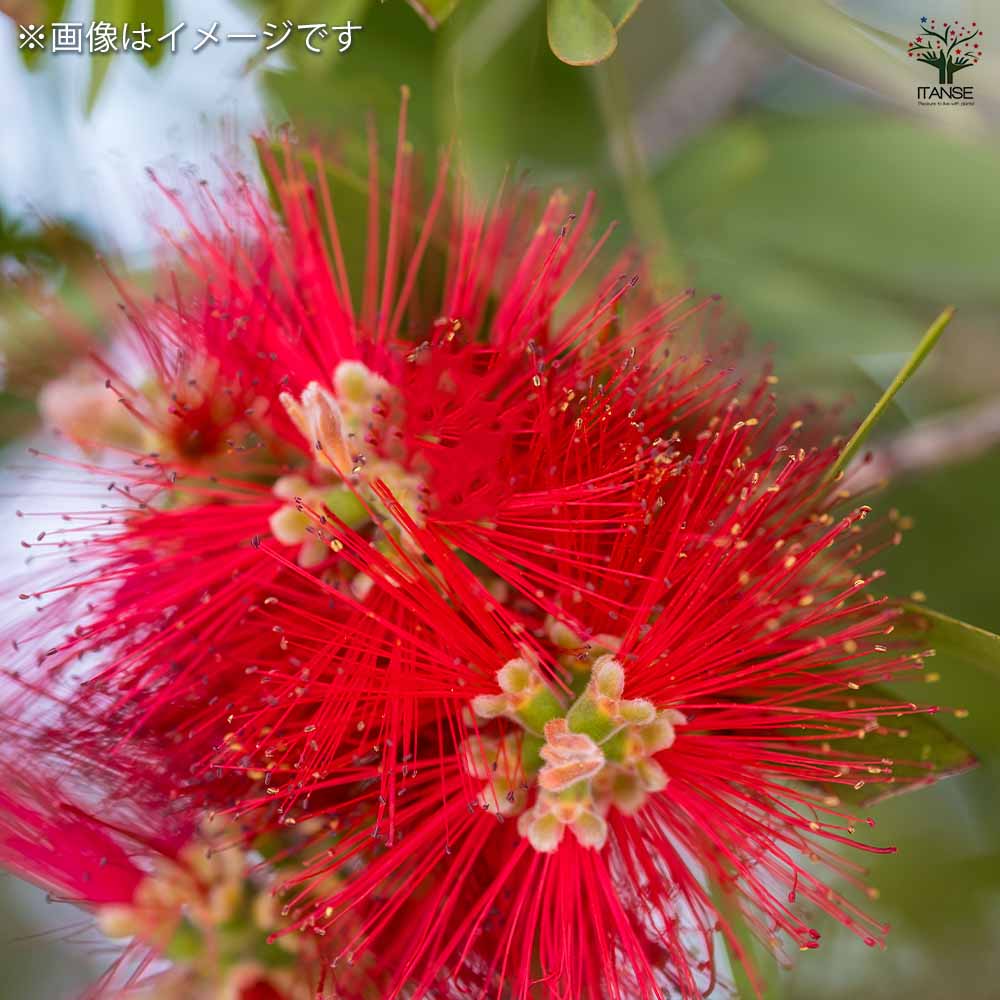 カリステモン リトルジョン 【花木苗 6号／1個売り】｜ 【植物の