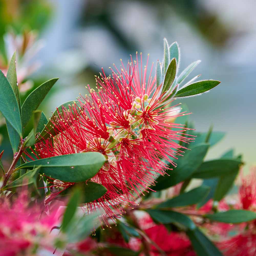 カリステモン リトルジョン 【花木苗 6号／1個売り】｜ 【植物の