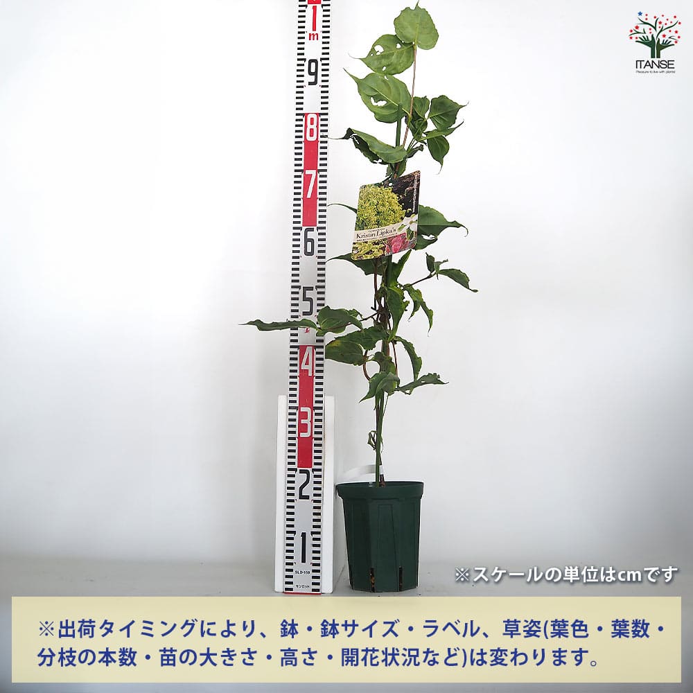 ヤマボウシ クリスティンリプカーズ 【花木苗 4号／1個売り】｜ 【植物