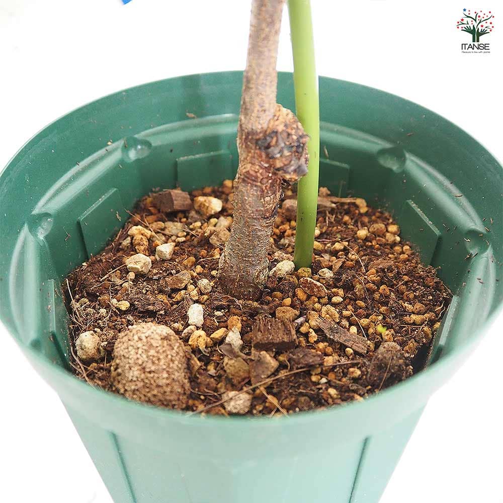 ヤマボウシ クリスティンリプカーズ 【花木苗 4号／1個売り】｜ 【植物