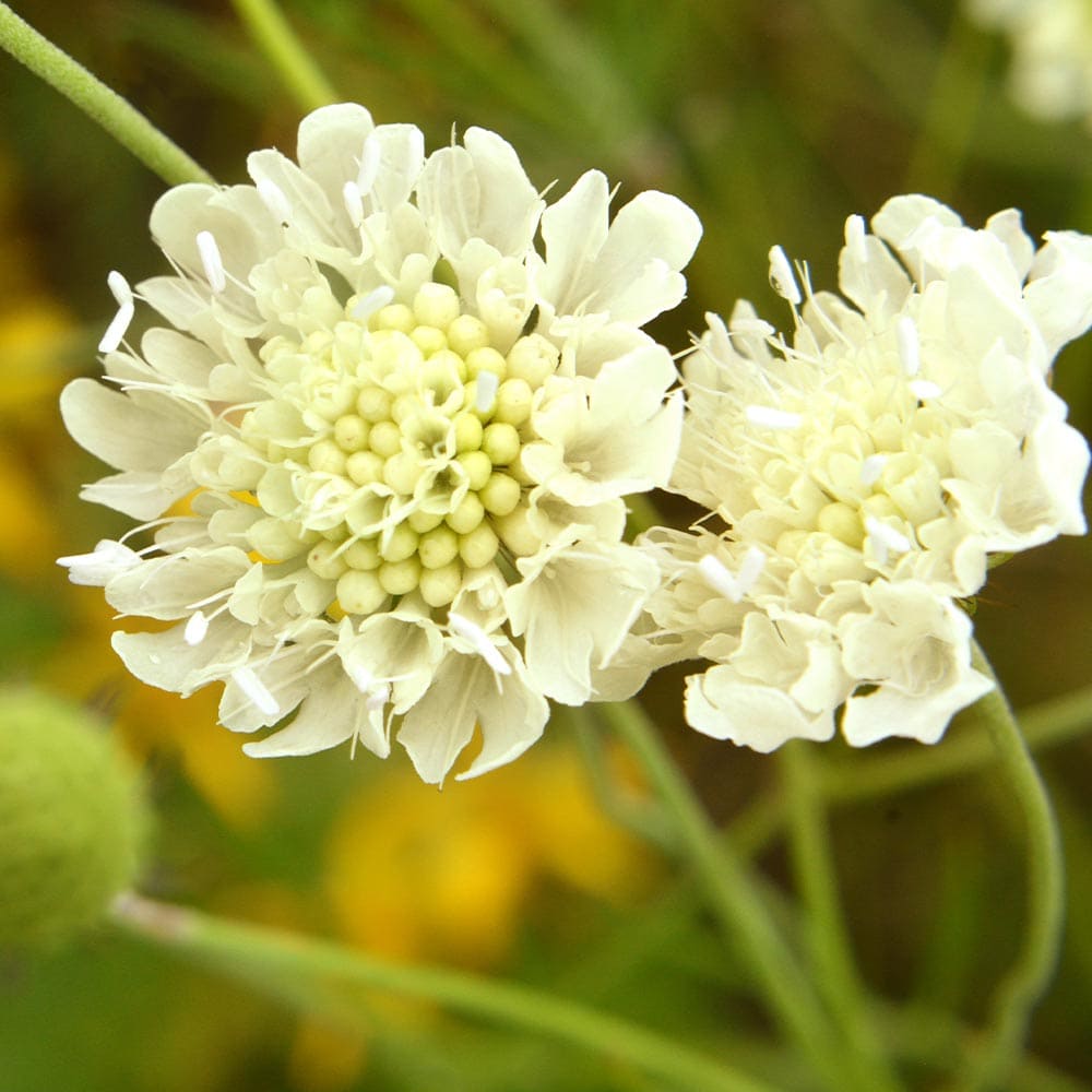 スカビオサ ファタモルガナ 【花苗 3号】