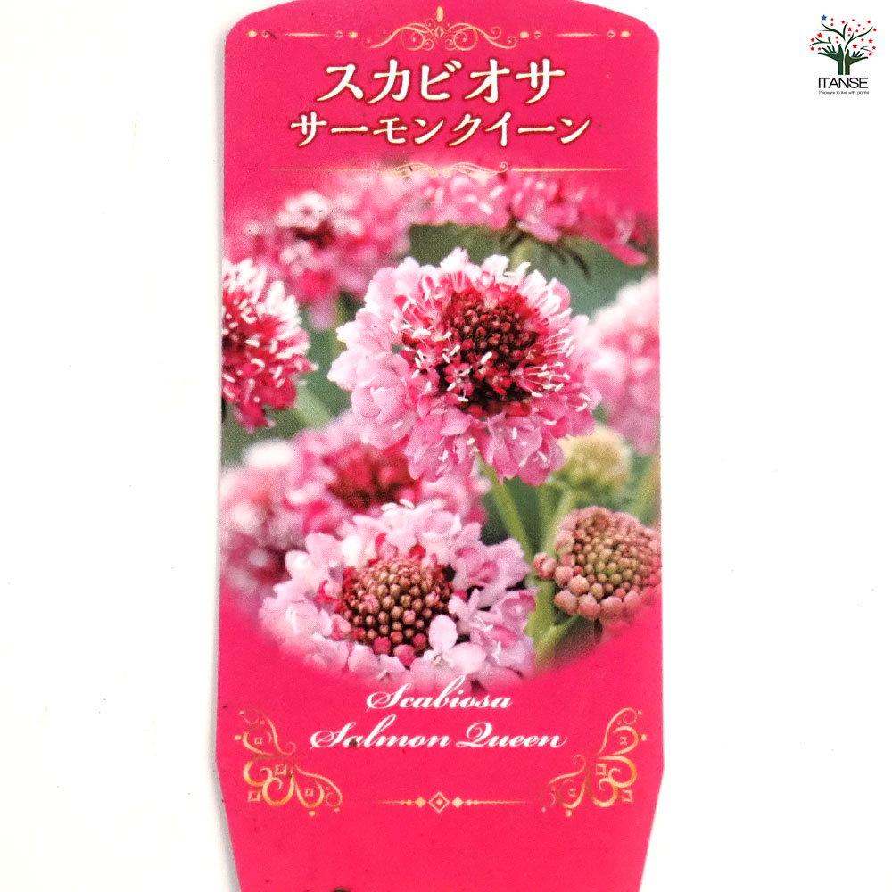 スカビオサ サーモンクイーン 【花苗 3号】｜ 【植物のITANSE