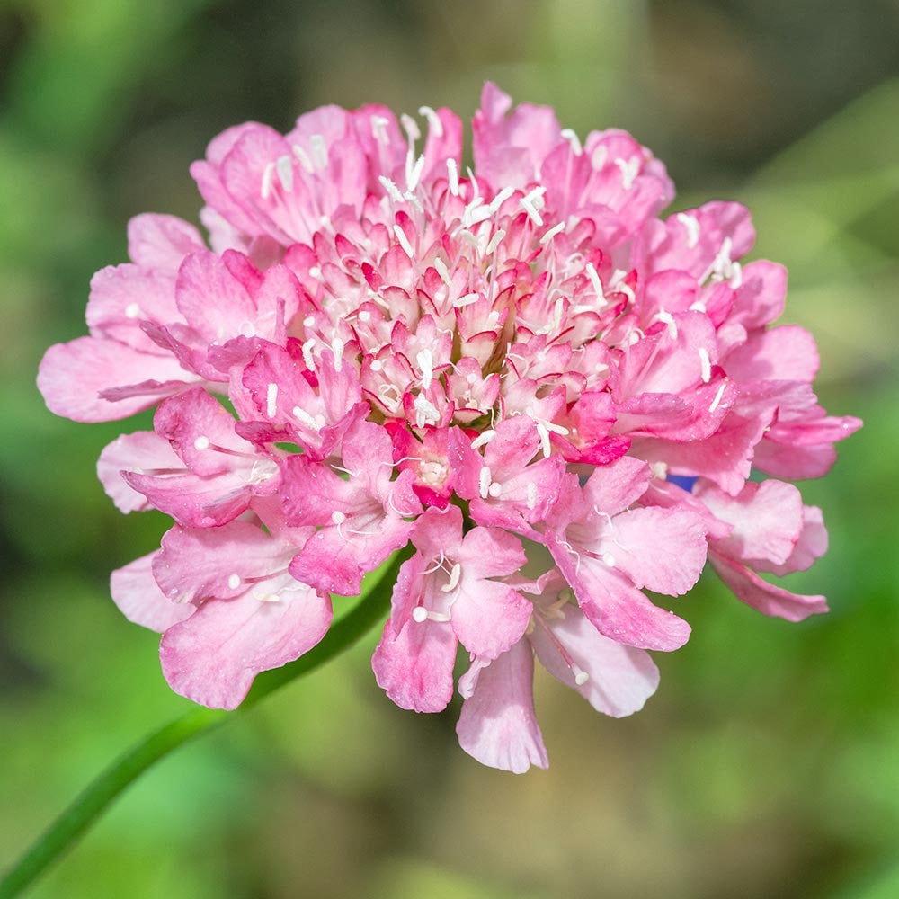 スカビオサ サーモンクイーン 【花苗 3号】