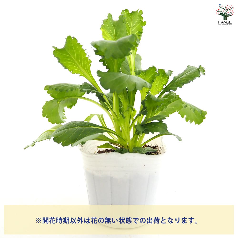 スカビオサ ファイヤーキング 【花苗 3号】｜ 【植物のITANSE