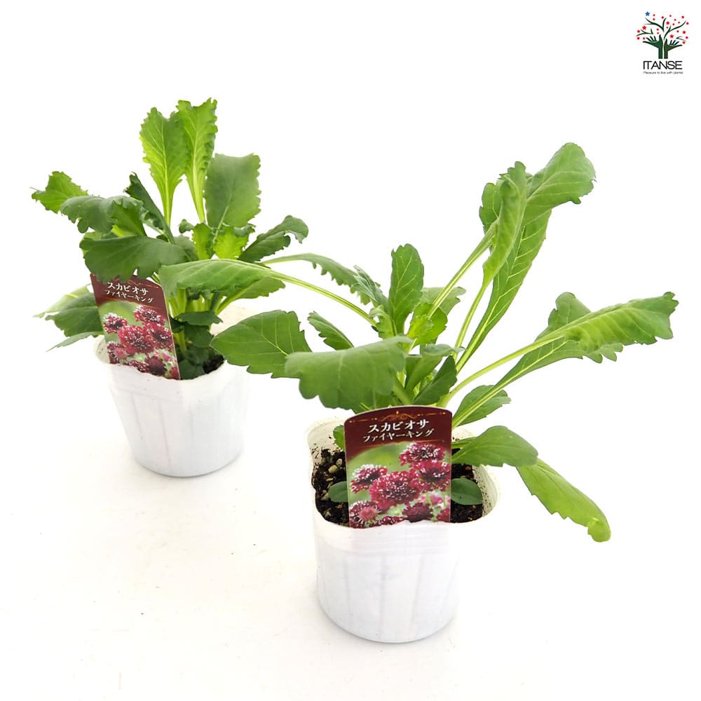 スカビオサ ファイヤーキング 【花苗 3号】｜ 【植物のITANSE