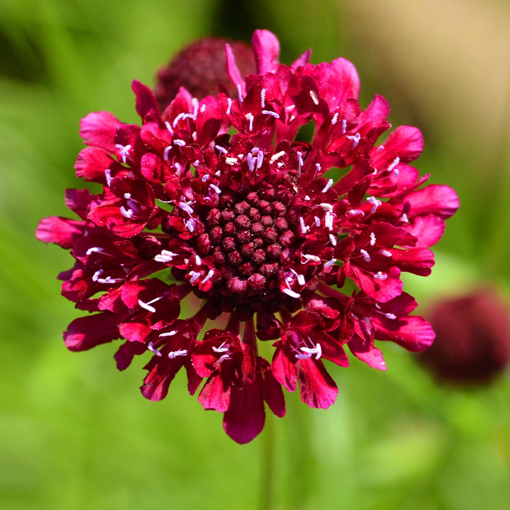 スカビオサ ファイヤーキング 【花苗 3号】