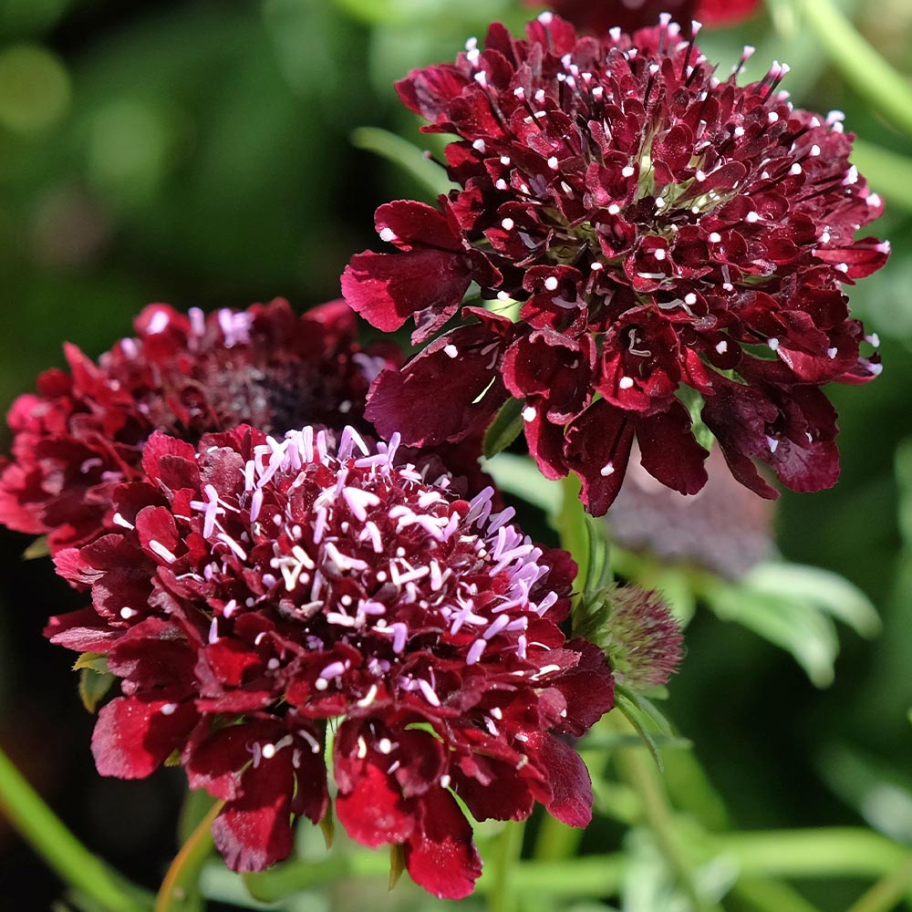 スカビオサ ブラックナイト 【花苗 3号】