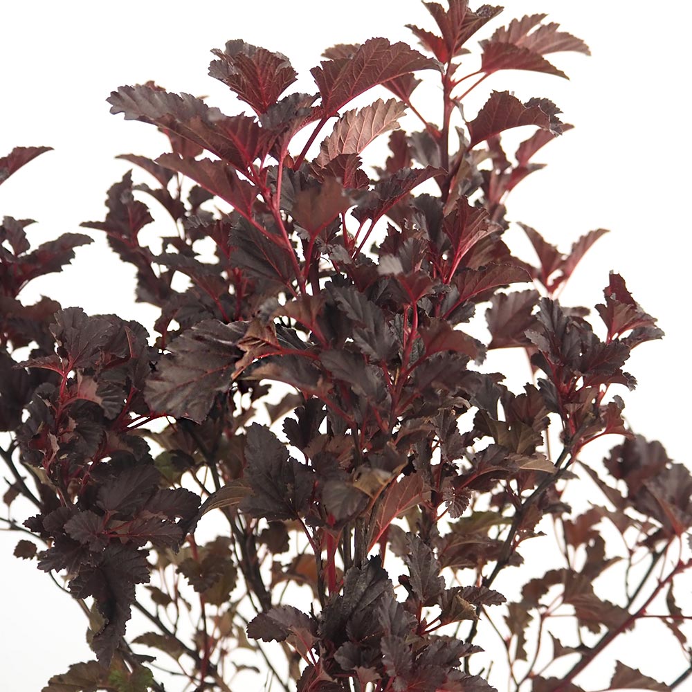 アメリカテマリシモツケ オールブラック 【花木苗 5号／1個売り】