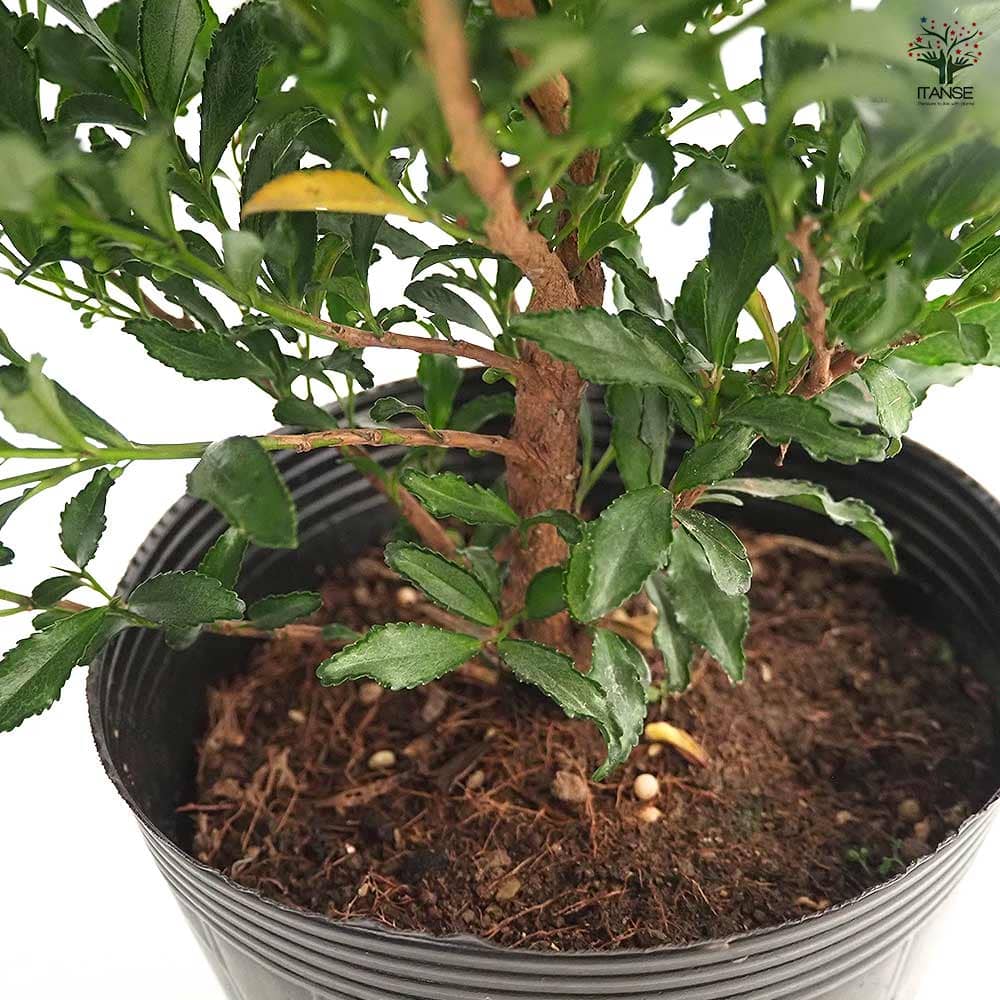 ヒサカキ ブルームーン 【花木苗 5号／1個売り】｜ 【植物の