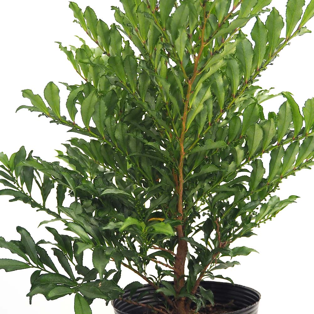 ヒサカキ ブルームーン 【花木苗 5号／1個売り】