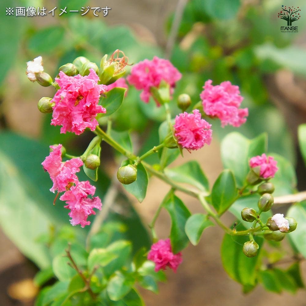 矮性サルスベリの苗木 ポコモック 【花木苗 5号/1個売り】| 【植物の 矮性サルスベリの苗木 ポコモック 【花木苗 5号/1個売り】| 【植物の