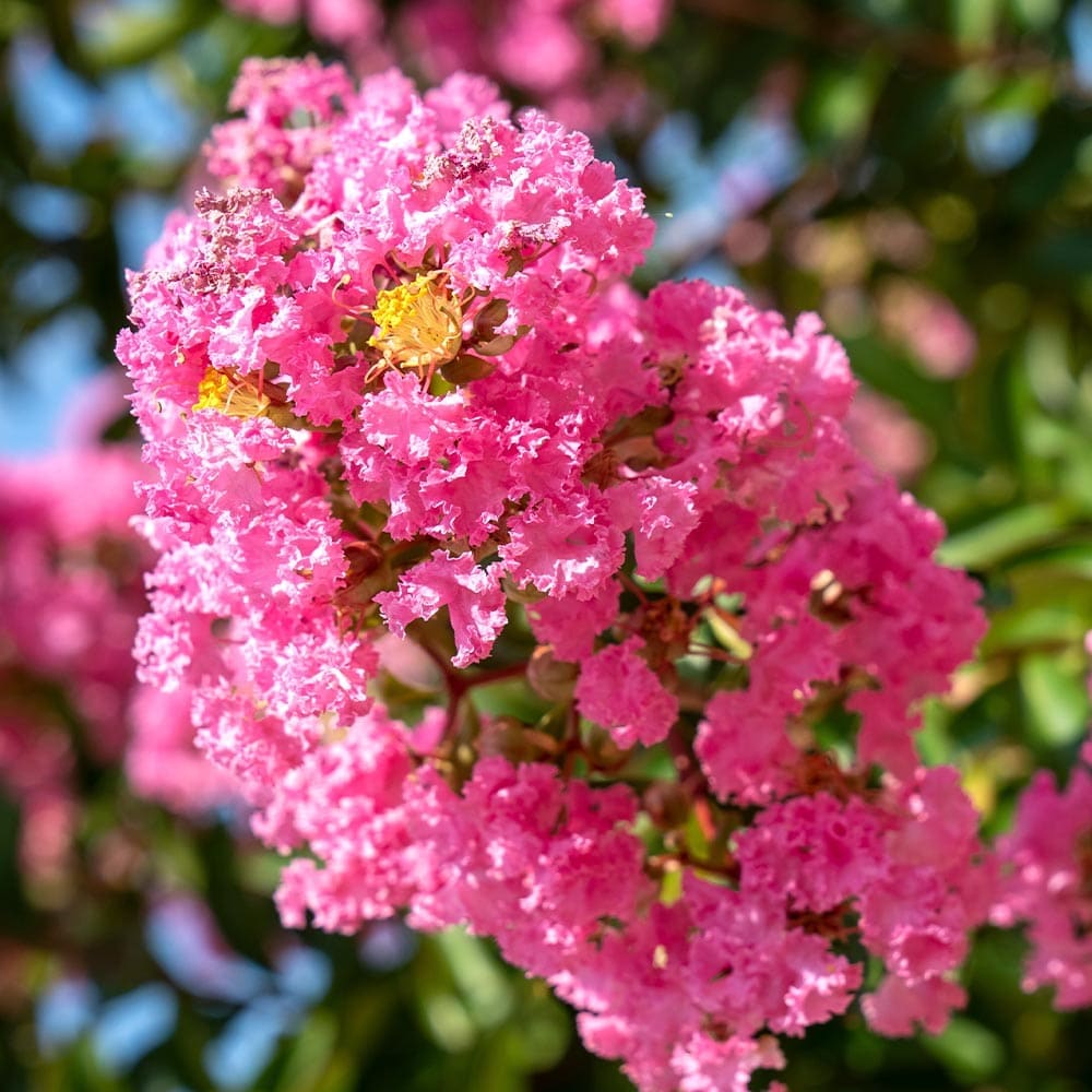 矮性サルスベリの苗木 ポコモック 【花木苗 5号／1個売り】