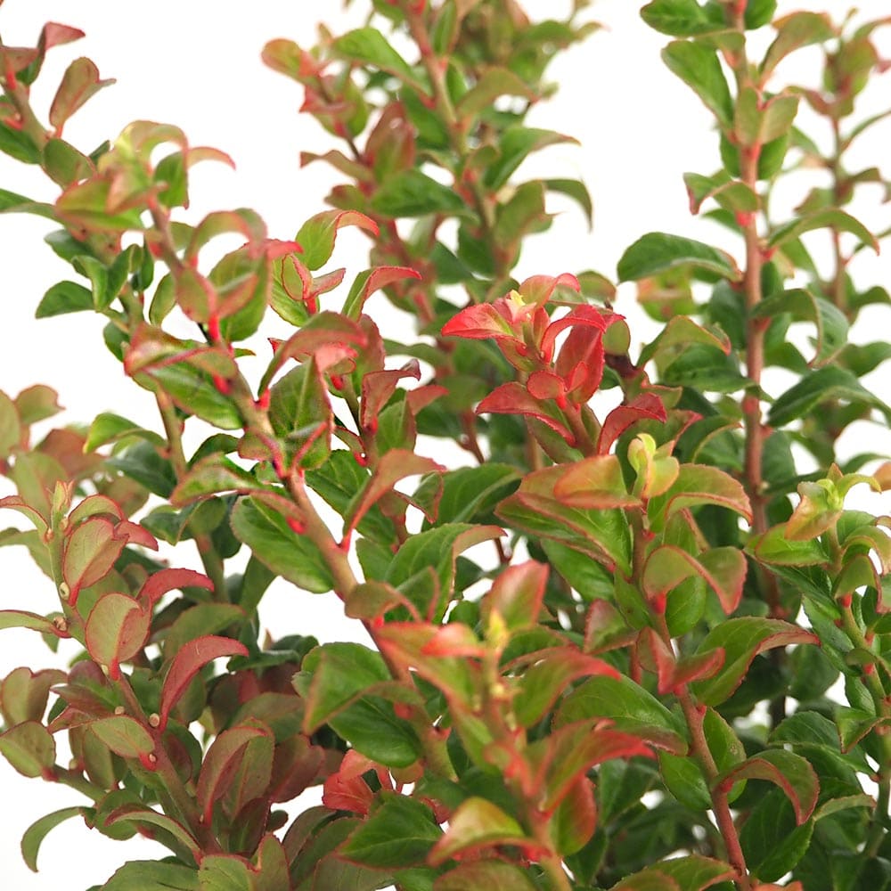 西洋岩南天 ツイスティングレッド 【花木苗 5号／1個売り】