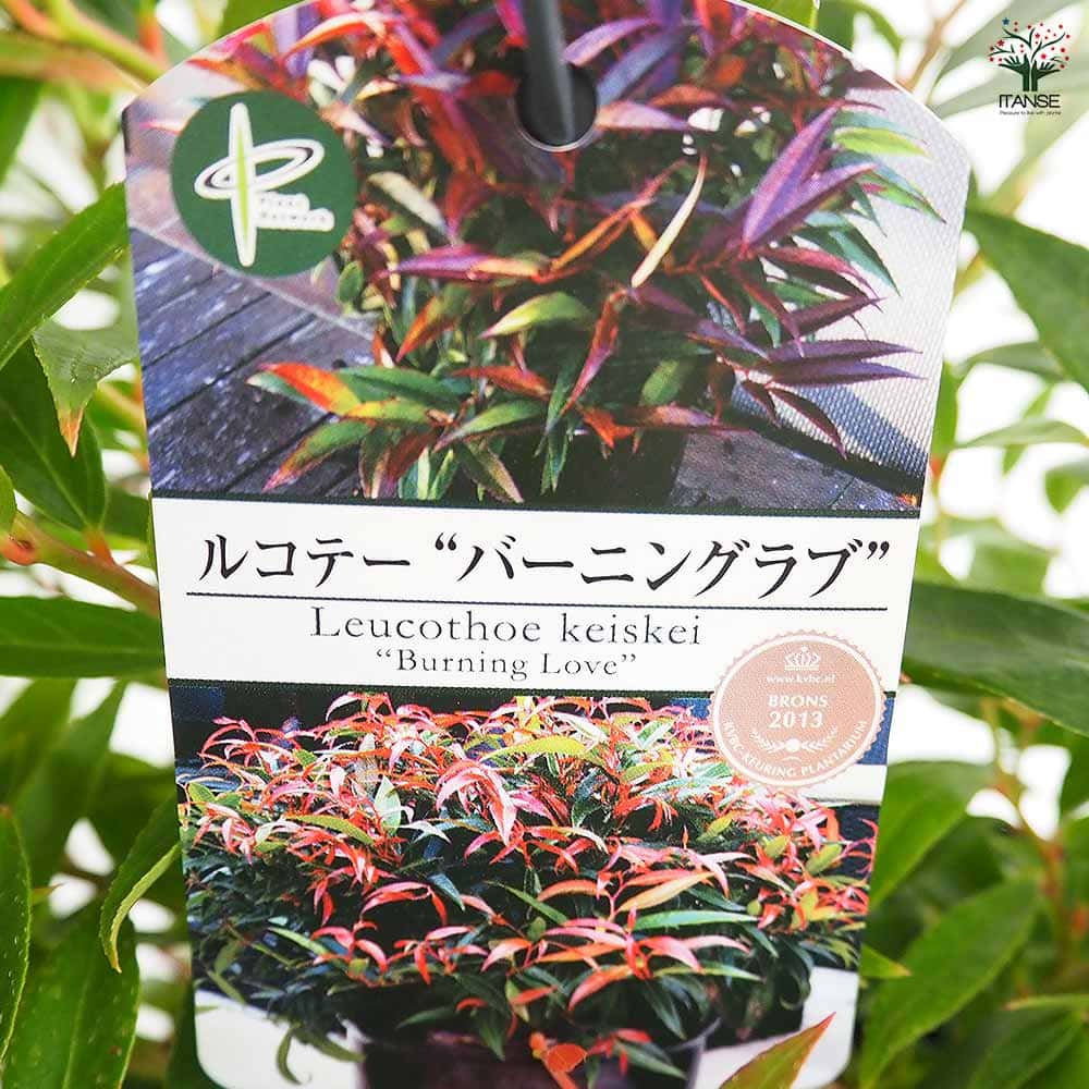 西洋岩南天 バーニングラブ 【花木苗 5号／1個売り】｜ 【植物の