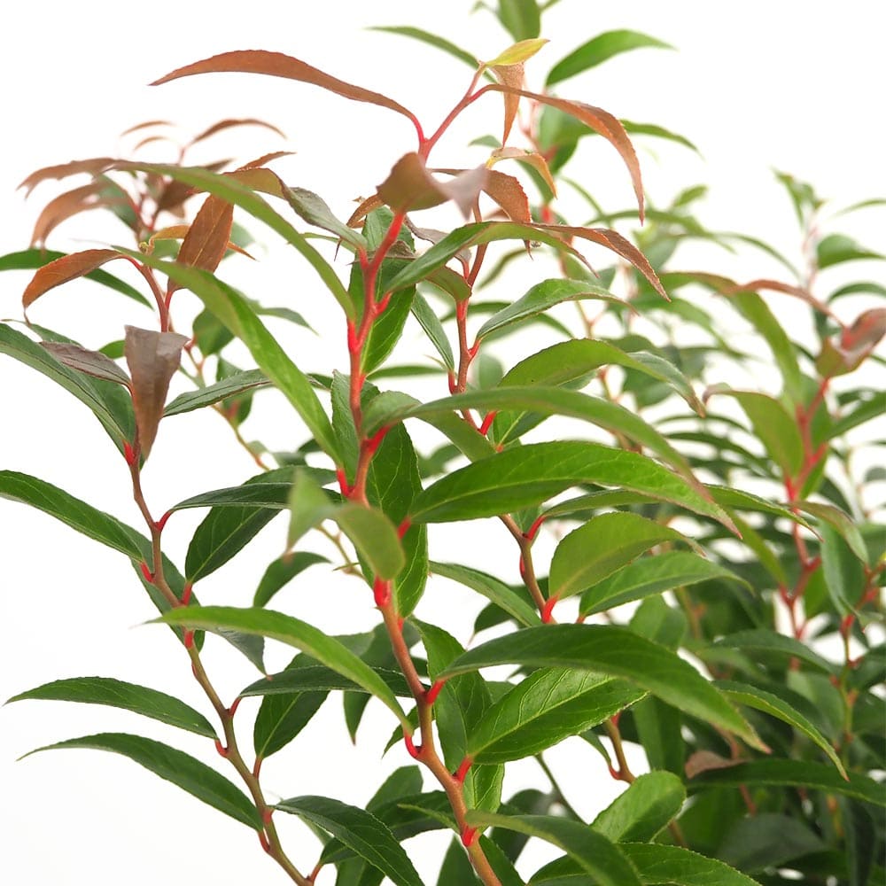 西洋岩南天 バーニングラブ 【花木苗 5号／1個売り】