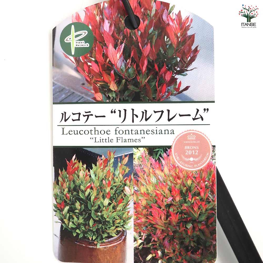 西洋岩南天 リトルフレーム 【花木苗 5号／1個売り】｜ 【植物の