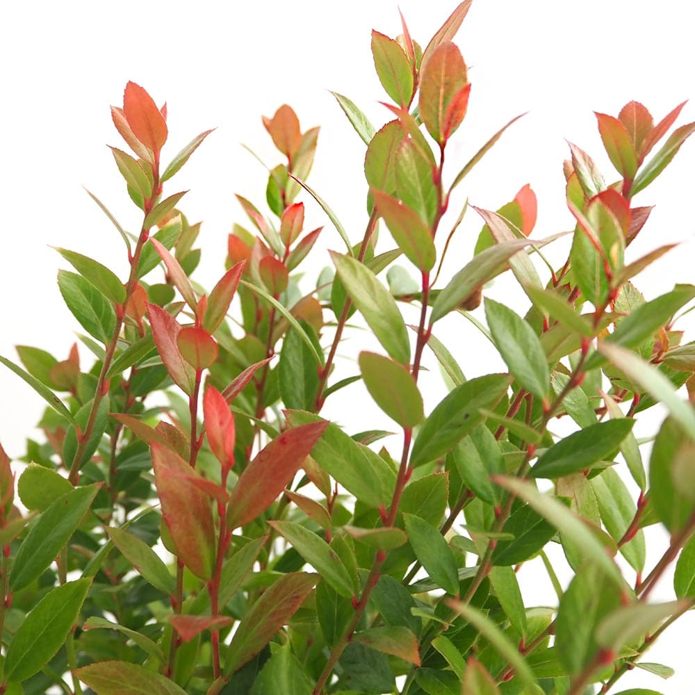 西洋岩南天 リトルフレーム 【花木苗 5号／1個売り】