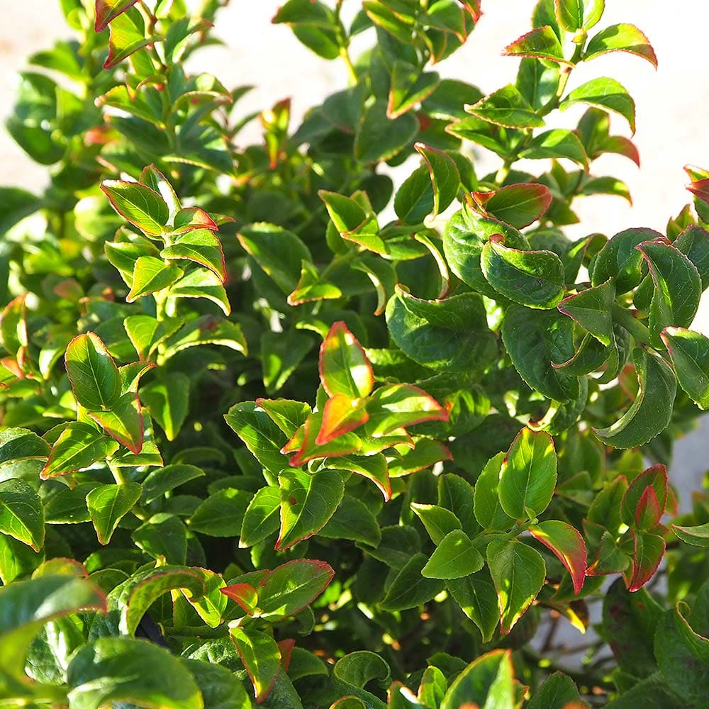 西洋岩南天 ツイスティングレッド 【花木苗 7号／1個売り】