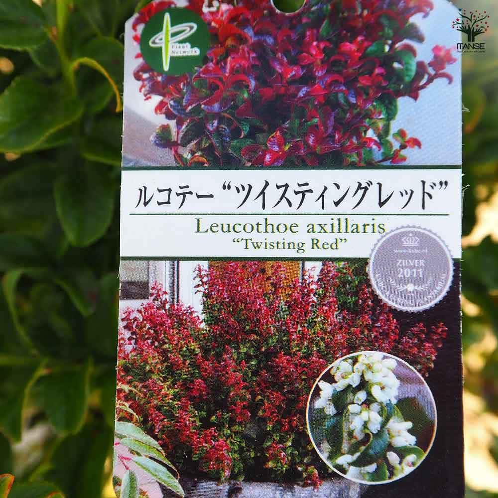 西洋岩南天 ツイスティングレッド 【花木苗 7号／1個売り】｜ 【植物の
