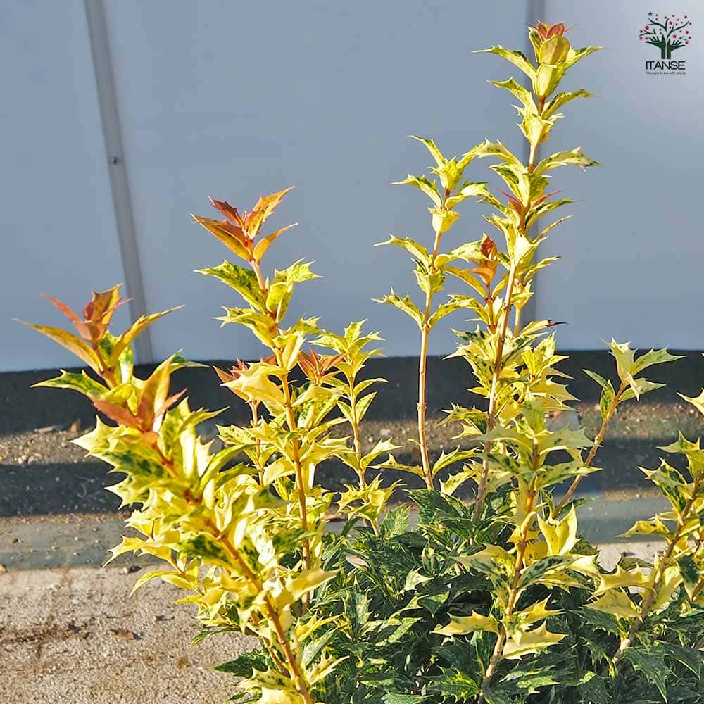 五色ヒイラギ 【花木苗 7号／1個売り】｜ 【植物のITANSE】全品