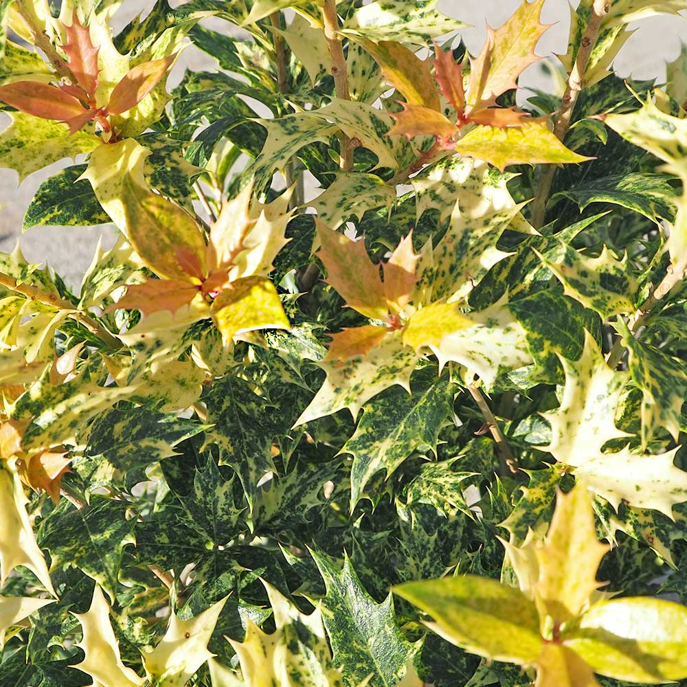 五色ヒイラギ 【花木苗 7号／1個売り】