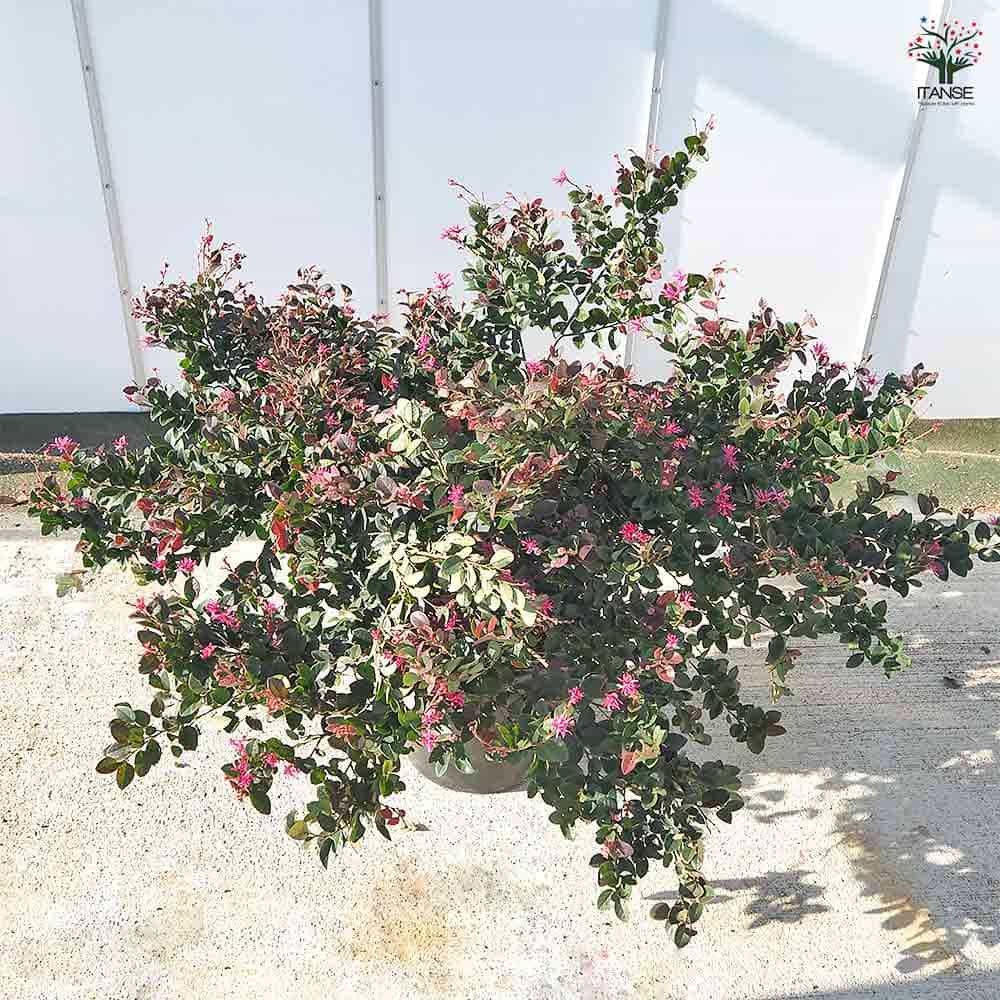 トキワマンサク 赤葉赤花 【花木苗 10号／1個売り】｜ 【植物の