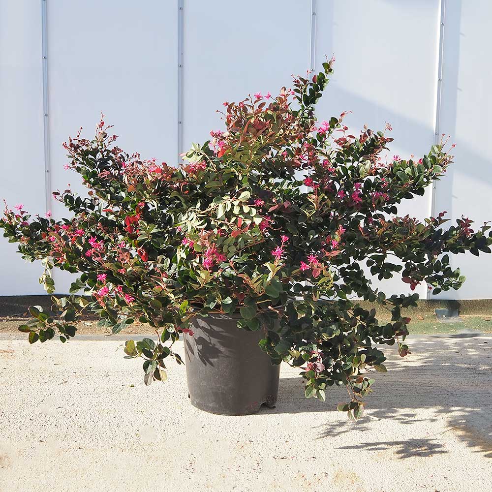 トキワマンサク 赤葉赤花 【花木苗 10号／1個売り】