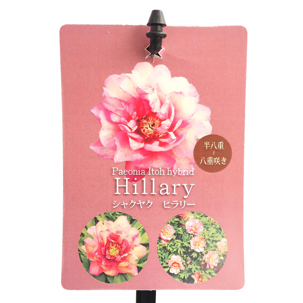 シャクヤク ヒラリー 【花木苗 5号／1個売り】