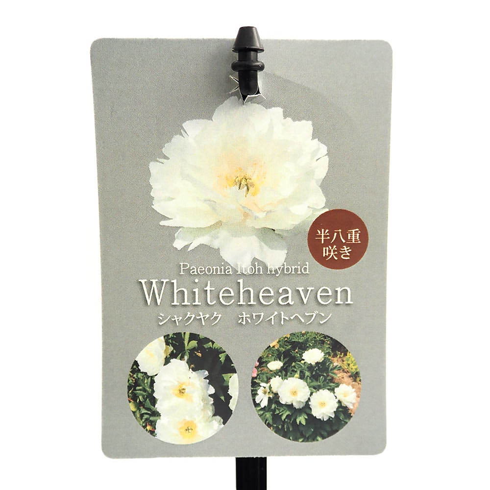 シャクヤク ホワイトヘブン 【花木苗 5号／1個売り】