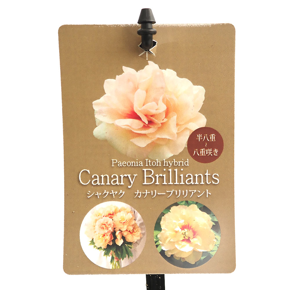 シャクヤク カナリーブリリアント 【花木苗 5号／1個売り】