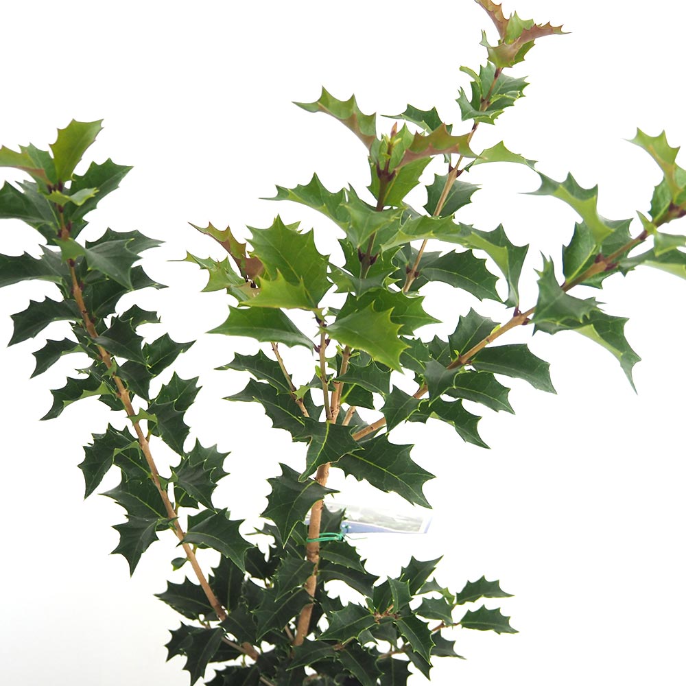オニヒイラギ 【花木苗 5号／1個売り】