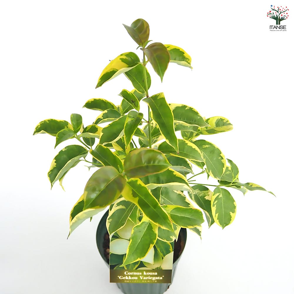 販売停止 斑入り やまいも 苗 ① 販売停止 斑入り ヤマイモ ポット苗 自然薯 ① - メルカリ