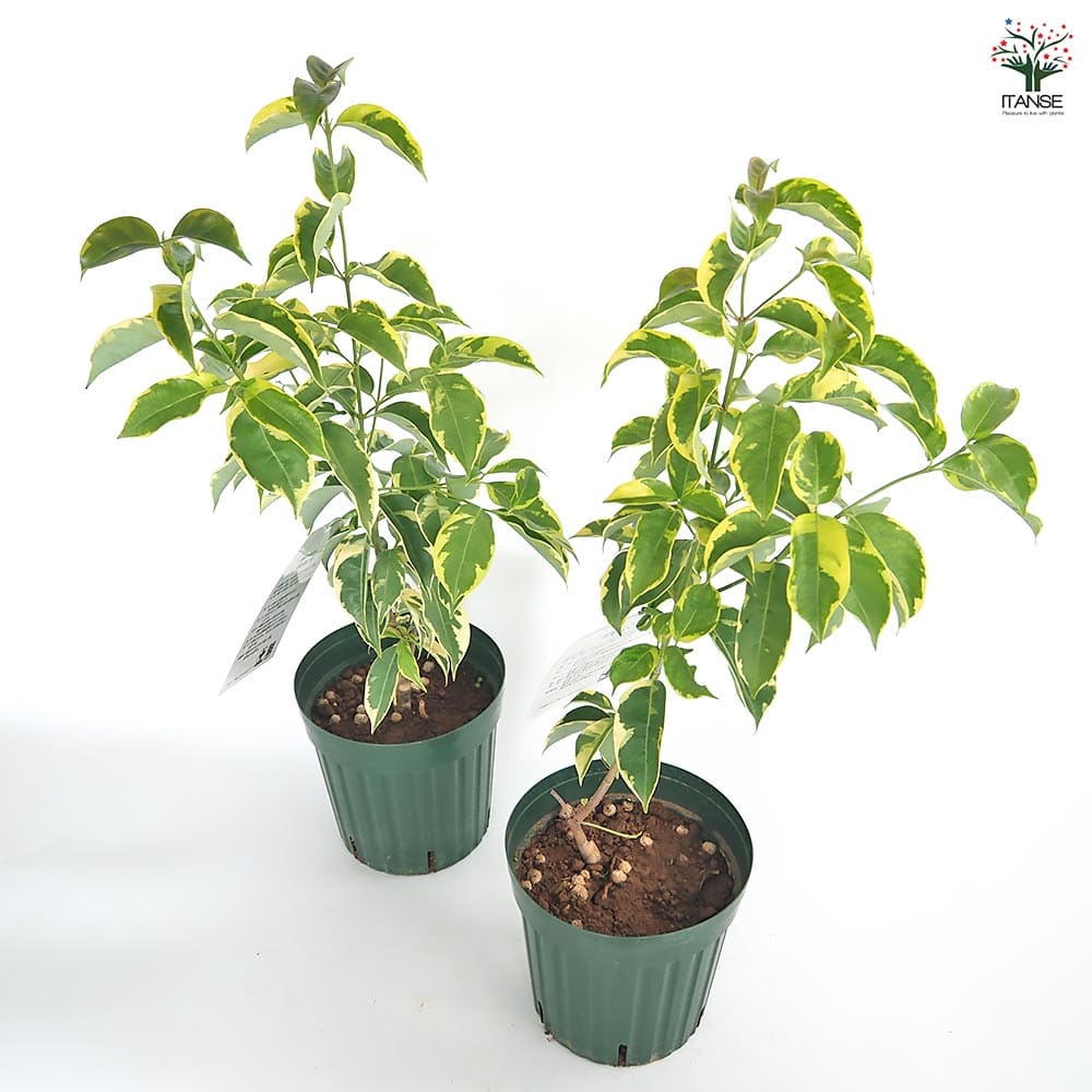 常緑ヤマボウシ 月光斑入り 【花木苗 6号／1個売り】｜ 【植物の